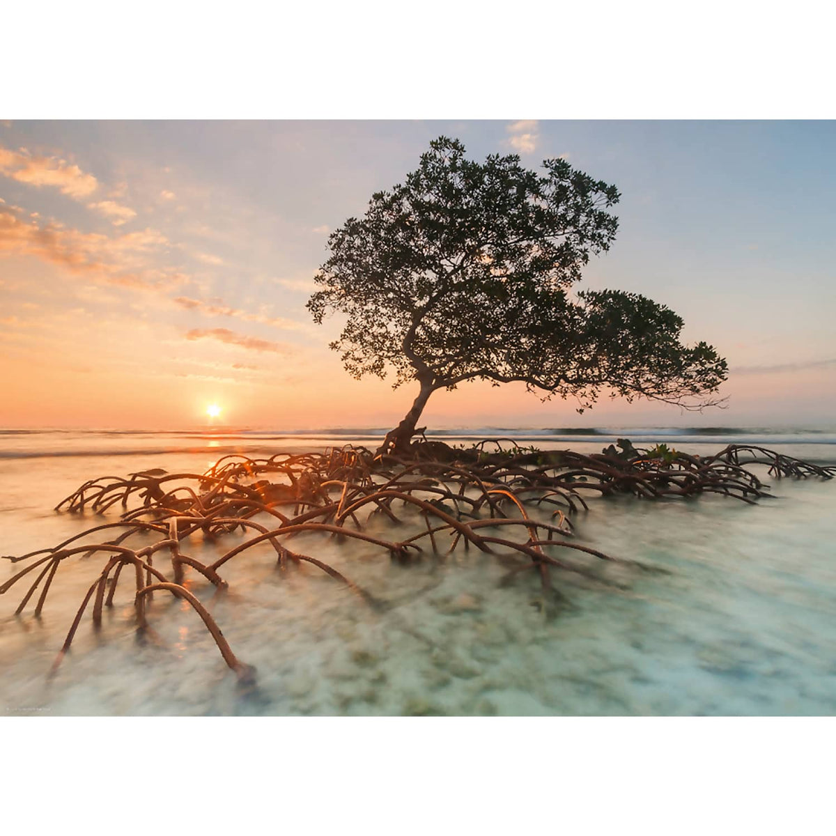Heye - Alexander Von Humboldt Red Mangrove Jigsaw Puzzle 1000 Pieces