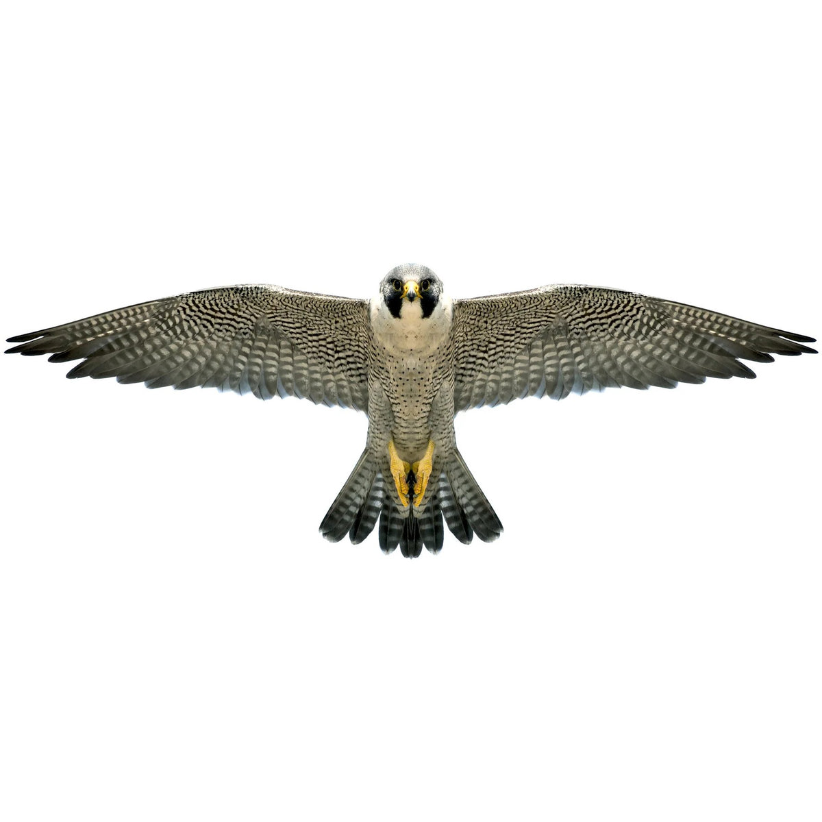 Brookite - Peregrine Falcon Fun Kite