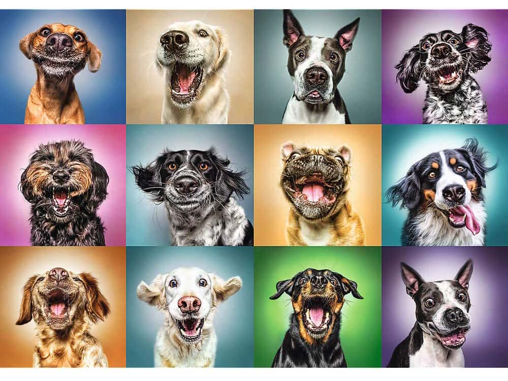 Trefl - Crazy Dog Portraits 1000 Piece Jigsaw Puzzle Trefl - Image 3