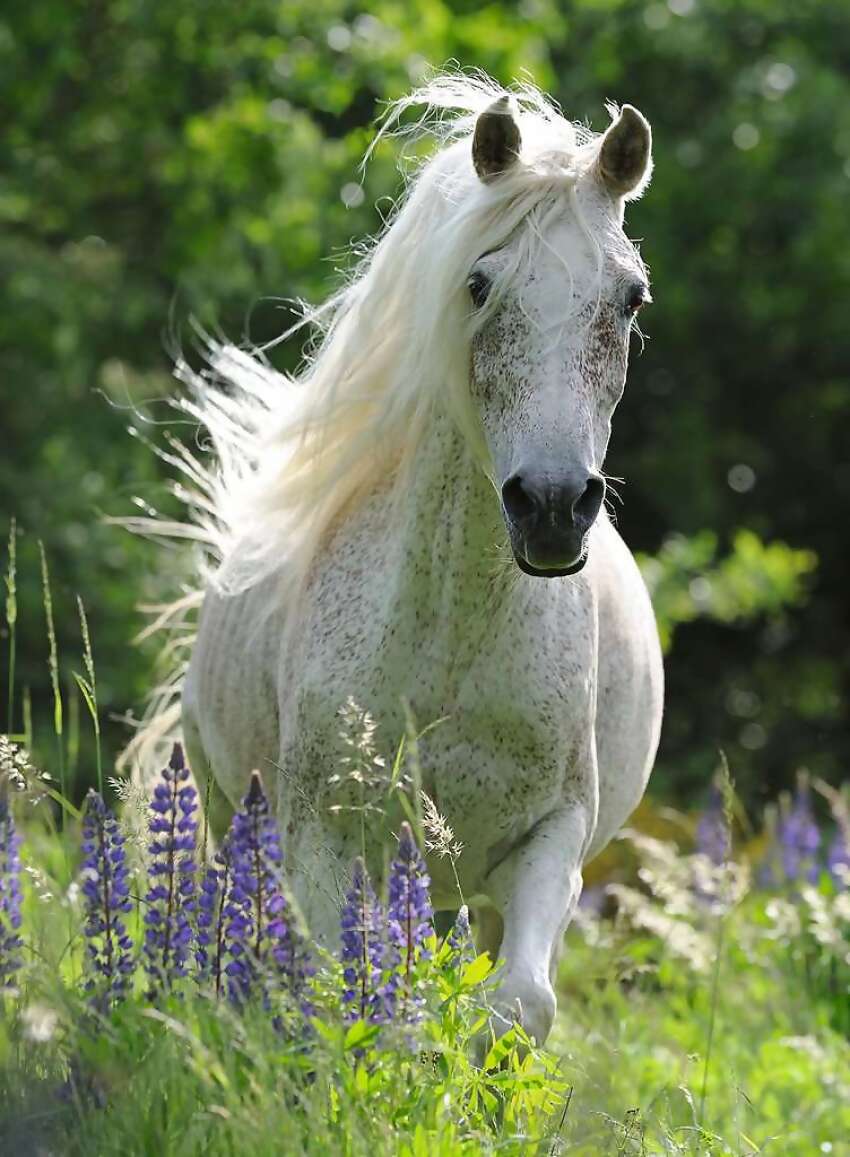 Ravensburger - White Mare Horse In Field Of Flowers Jigsaw Puzzle 100pc - Image 2