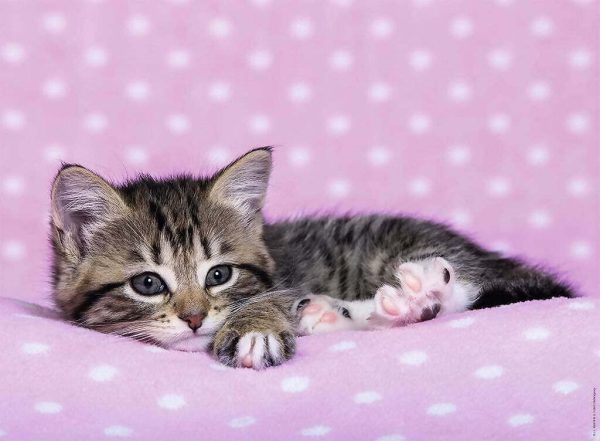 Ravensburger - Nap Time Kitten Xxl Jigsaw Puzzle 200pc - Image 2